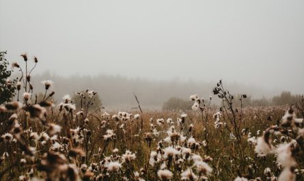 Photo Cotton field