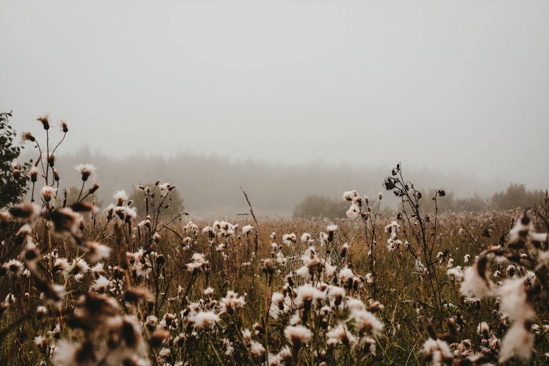 Photo Cotton field